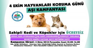 Kdz. Ereğli Belediyesinden Kedi Ve Köpekler İçin Aşı Daveti