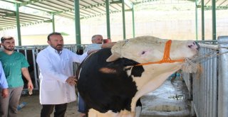 Bu Kurbanlık Pazarı Hem Alıcıları Hem De Satıcıları Memnun Ediyor