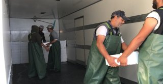 Akçakocada Balıkçılar Karadenizden 40 Ton Palamutla Döndü