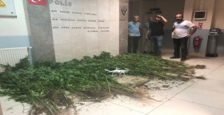 Gemlik Polisi Drone İle Tespit Ettiği Bin 100 Kök Hint Keneviri Ele Geçirdi