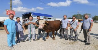 Boğa Yakalama Timi Göreve Hazır