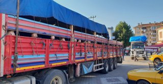 Kastamonudan 8 Tır Dolusu Kurbanlık, İstanbula Gönderildi