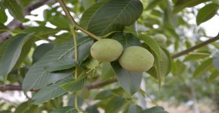 Dağı Taşı Ceviz Fidanı İle Doldurdu