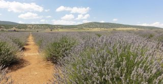 Lavanta Fidanının Üretim Üssü Eğirdir