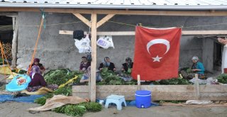 İnegölde Tütün Hasadı Başladı