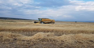 3 Bin Yıllık Siyez Buğdayının Hasadı Yapıldı