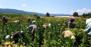 Denizlide 40 Derece Sıcak Altında Yoğun Tütün Mesaisi