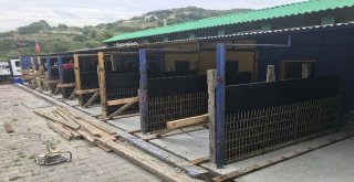 Sokak Hayvanları Rehabilitasyon Ve Bakım Merkezi Yenileniyor