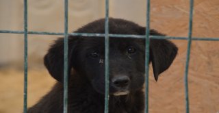 Kastamonu Belediyesi Sokak Hayvanlarını Unutmuyor