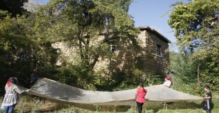 (Özel) Beytüşşebapta Erik Hasadı Başladı