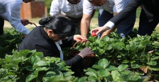 Vali Hanım Çileğinin İlk Hasadını Vali Hanım Yaptı