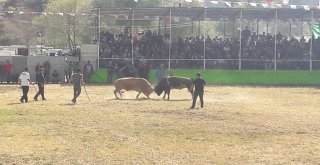 Derekapı Güz Boğa Güreşleri Yapıldı