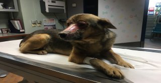 (Özel Haber) Yüzü Kimyasal Maddeyle Yakıldığı İddia Edilen Köpek İstanbula Getirildi