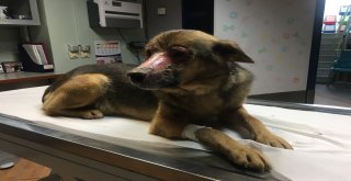 (Özel Haber) Yüzü Kimyasal Maddeyle Yakıldığı İddia Edilen Köpek İstanbula Getirildi