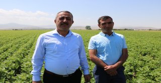 Niğdede Barbunya Ekimi Yapıldı