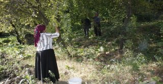 (Özel) Beytüşşebapta Erik Hasadı Başladı