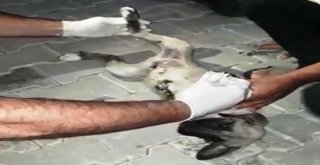 Hastane Personeli Ayağı Kırık Köpek İçin Seferber Oldu