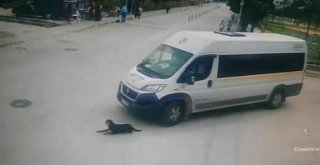 Köpeği Ezen Servis Şoförüne Büyükşehir Belediyesinden Ceza