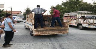 Domaniçte 8 Genç Çiftçiye 5Er Adet Büyükbaş Hayvan