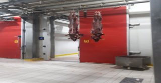 İki Haftalık Küpesiz Buzağılar Kesildi