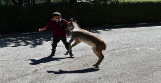 Çarpışan Otoda Bir Vali