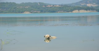 Adanada Termometreler 48 Dereceyi Gösterdi, Köpekler Göle Girdi