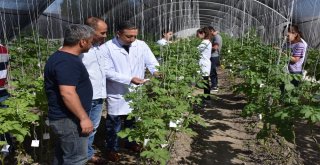 Niğde Patates Araştırma Enstitüsü Arı Gibi Çalışıyor