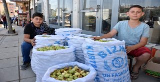 İhtiyaçlarını Yerli Elma Satışıyla Karşılıyorlar