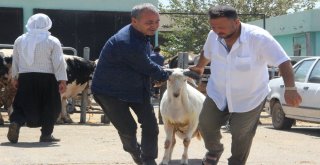 Hayvan Pazarında Arefe Yoğunluğu