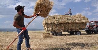 Karsta Sıcak Havada Çiftçilerin Ot Toplama Mesaisi