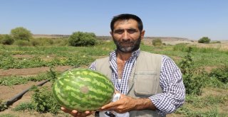 Yaz Yağmurları Karpuzu Vurdu, Festival Tehlikeye Girdi