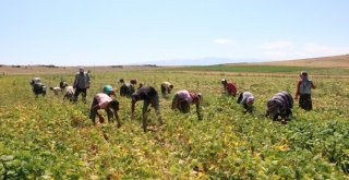 Türkiyenin İlk Fasulye Hasadı Niğdede Başladı