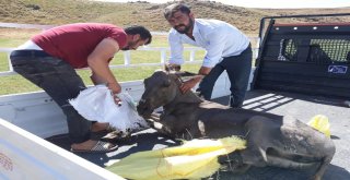 Yaralı Eşeğe Şefkat Eli