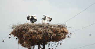 (Özel) Tepedeki Büyük Aile...
