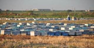 Şanlıurfada Arı Ölümleri