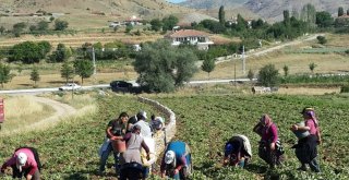 Yozgatta Patates Ve Soğan Hasadı Devam Ediyor