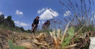 Frig Vadisi Lavanta Kokmaya Başladı