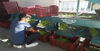 Aydın'da Zeytin Hasadı Başladı