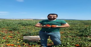 Salça Kazanları Kaynamaya Başladı