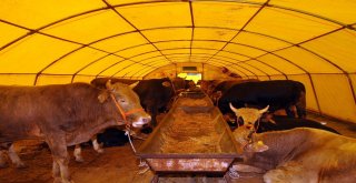 Yenimahallede Kurban İçin Hazırlıklar Başladı