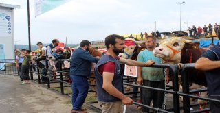 Çanlarla, Duvaklarla Süslenen Kurbanlıklar Podyumda Boy Gösterdi