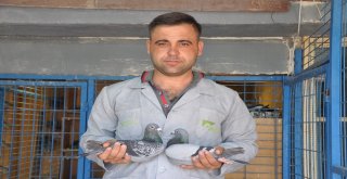 Mesafe Tanımayan Güvercin Sahibine Kupa Kazandırdı