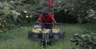 (Özel Haber) Bu Armudun Tanesi 1 Kilo Geliyor