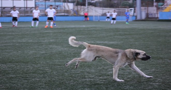 Sahaya Giren Köpek Maçın Durmasına Sebep Oldu