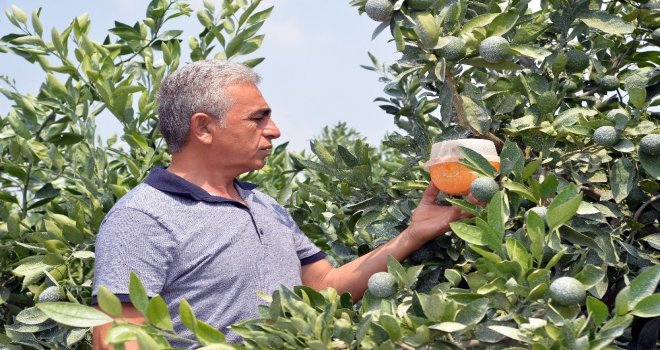 Doğan: Narenciye Enstitüsü Kurulmalı