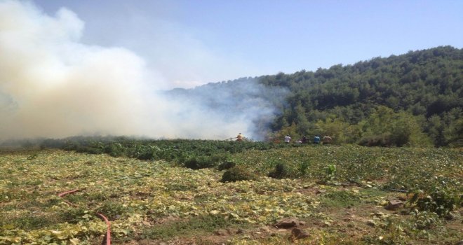 Hatayda Orman Yangını