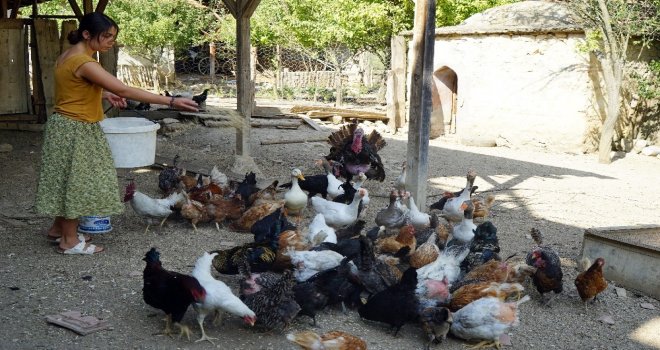 (Özel) Üniversiteli Genç Kız, Kastamonuda İmece Usulü Köy İşlerinde Çalışıyor