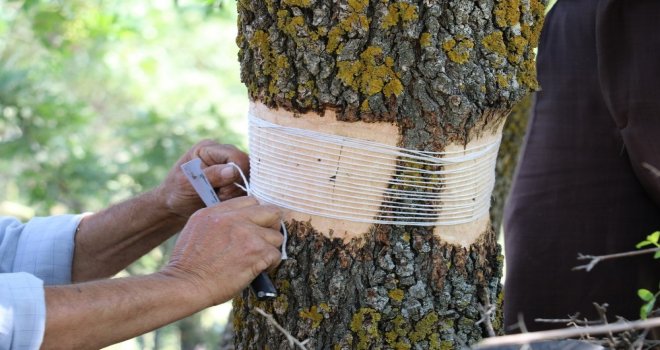 Yunusemrede 200 Bin Göz Aşılama