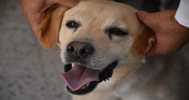 Tsknın Kahraman Ve Emektar Köpekleri