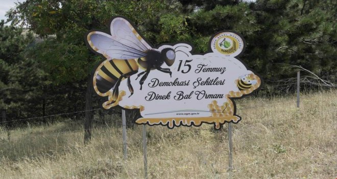 İsteyen Herkes Bu Ormana Arı Kovanını Koyabilir